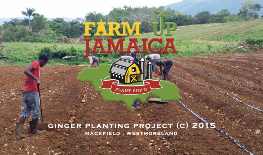 Farm Up Jamaica | Ginger Planting Project (c) 2015 | APS Columbian Films