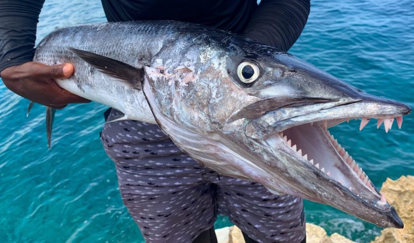 GIANT! Barracuda Catch Clean N’ Cook