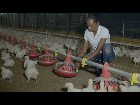 Solar Powers Chickens in Jamaica
