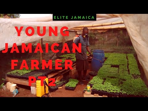 YOUNGEST FARMER IN ST CATHERINE, JAMAICA