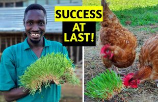 CHEAP CHICKEN FEED | I Grew PERFECT Fodder for My Chickens