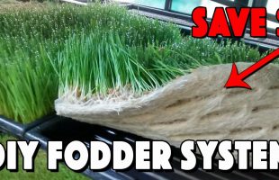 Fodder For Chickens! How To Build A Fodder System And Save Money!