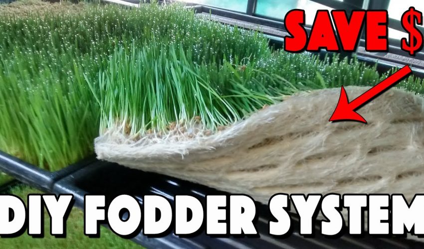 Fodder For Chickens! How To Build A Fodder System And Save Money!