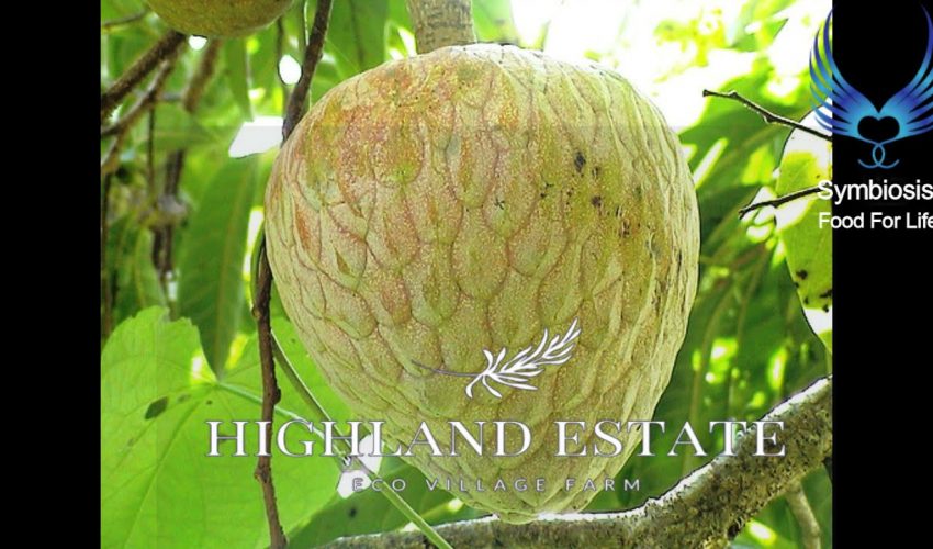 Highland Estate Jamaica