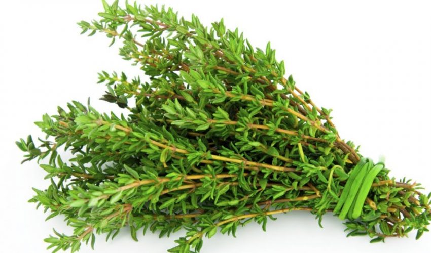 THE MOST POWERFUL HERB THAT DESTROYS STREP, HERPES, CANDIDA AND FLU VIRUSES