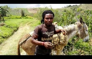YOUNG YAM FARMER IN TRELAWNY JAMAICA| FARMING YAM FROM THE AGE OF 13 YRS OLD| FARMING YAM IN JAMAICA
