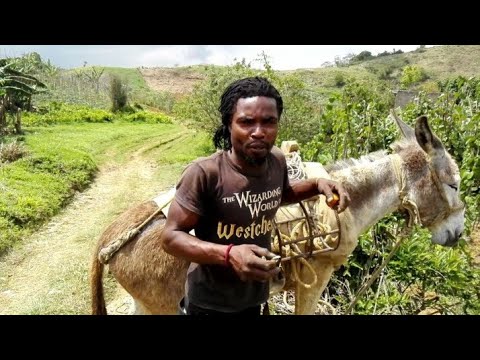 YOUNG YAM FARMER IN TRELAWNY JAMAICA| FARMING YAM FROM THE AGE OF 13 YRS OLD| FARMING YAM IN JAMAICA