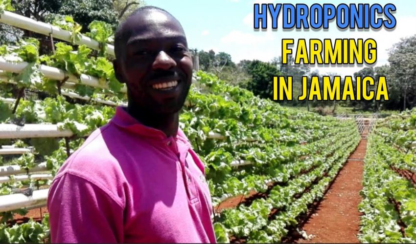 FORMER JAMAICAN ATHLETE INSPIRING YOUNG FARMERS TO USE HYDROPONICS FARMING TECHNOLOGY IN JAMAICA