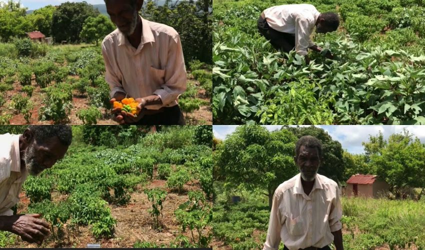 INSPIRATIONAL 81 YEAR OLD FARMER IN JAMAICA FARMING SCOTCH BONNET PEPPER TO CARE FOR HIS AILING WIFE