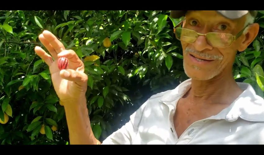 Meet The NUTMEG MAN | The Nutmeg Farm Tour | Amazing Health Benefits Of Jamaican Nutmegs