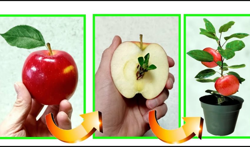 APPLE the trick to give birth to a plant in 10 days from fruit waste for FREE. Apple tree