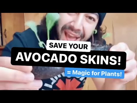 Avocado Skins = Magic | Plant Hack | by creative explained