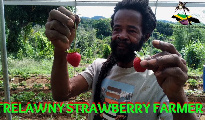 MEET AN EXTRA ORDINARY STRAWBERRY FARMER IN TRELAWNY/ ROCK SPRING TRELAWNY JAMAICA