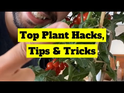 Top Plant Hacks | creative explained