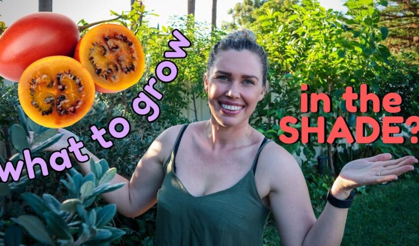 21 Edible Plants to GROW IN THE SHADE 🌿 Let’s grow more food at Home 🌿 Growing Food in Shade