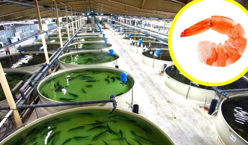 America’s SHOCKING Indoor Shrimp Farm Harvests 2 Million Shrimp Every Year