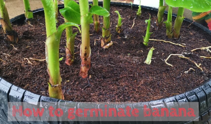 How to germinate banana simple at home