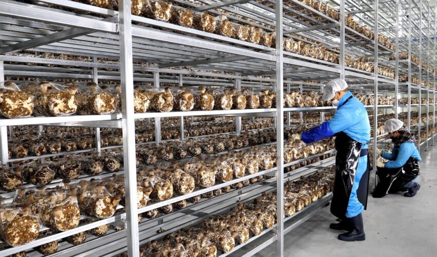 Farming is also science! process of growing fresh mushrooms by Korean scientists