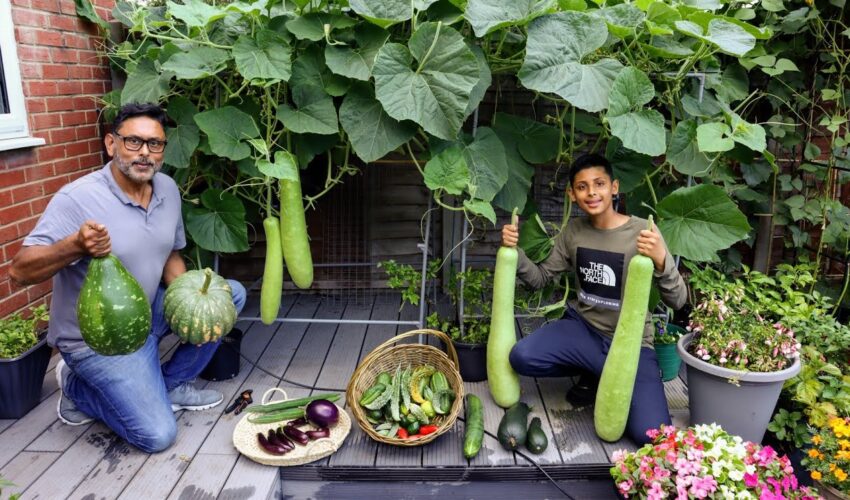 Harvesting Deshi Vegetables In Uk 2021
