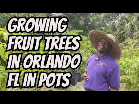 Growing Mango Trees In Orlando Florida In Pots