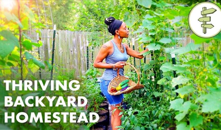 Woman’s Incredible Backyard Homestead Produces TONS of Food for Her Family – URBAN GARDEN TOUR