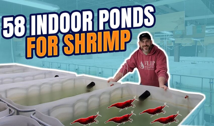 58 Indoor Ponds for Breeding Freshwater Shrimp [10,000+ Gallons]