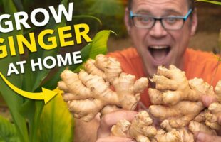 Ginger Masterclass: Plant Once, Harvest Forever!