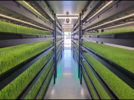 Growing Fodder in an Indoor Hydroponic Farm