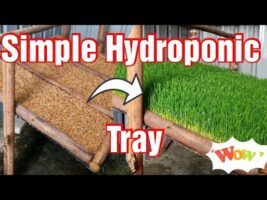Simple Home-made Hydroponic Fodder Tray Making