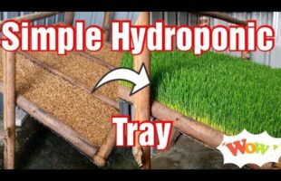 Simple Home-made Hydroponic Fodder Tray Making