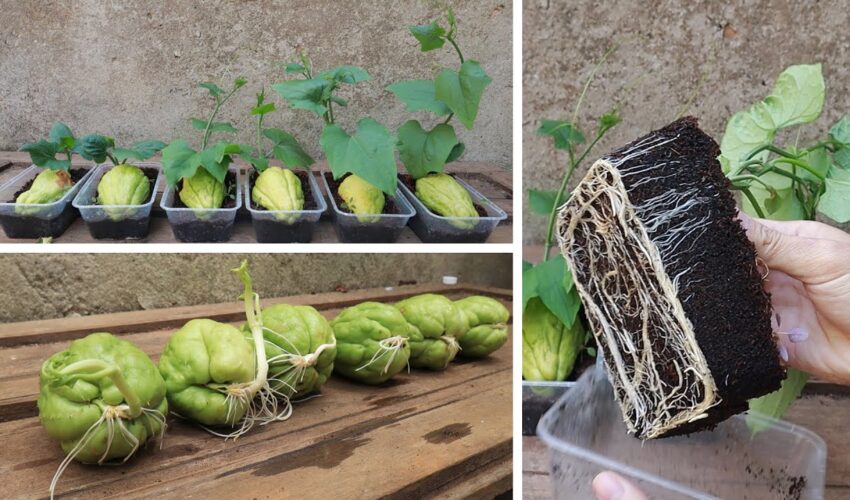Tips for planting and propagating chayote early harvested from fruit bought at the supermarket