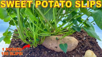 Turn ONE Sweet Potato Into 100 LBS Of Sweet Potatoes By Growing SWEET POTATO SLIPS! [Complete Guide]
