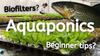 What is Aquaponics and How Does it Work?