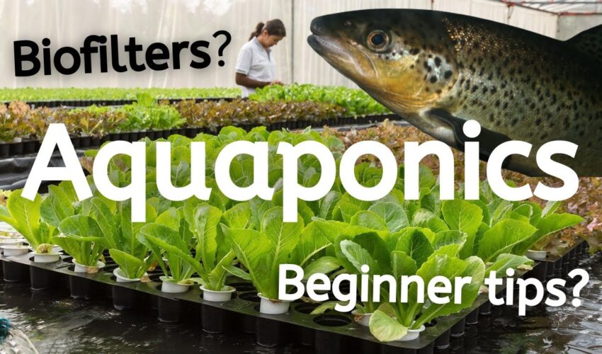 What is Aquaponics and How Does it Work?